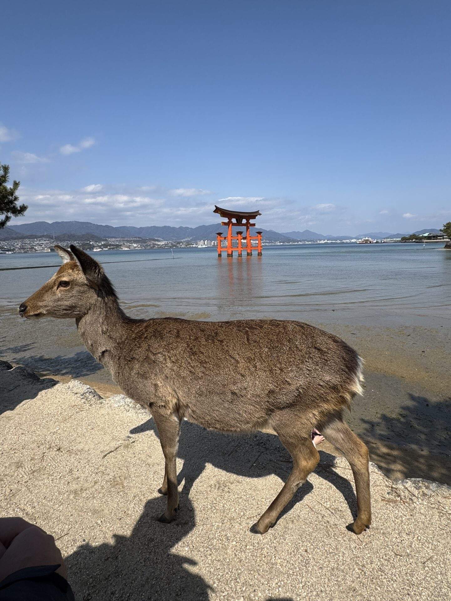 Miyajima